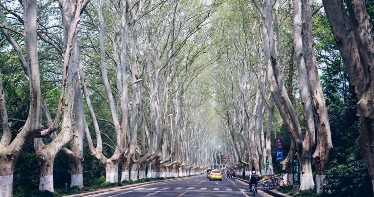 Briefly, Nanjing – Last Impressions