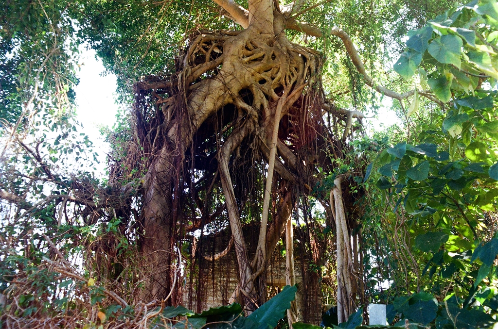 The Fu Tei Au Tsuen Village of Sheung Shui