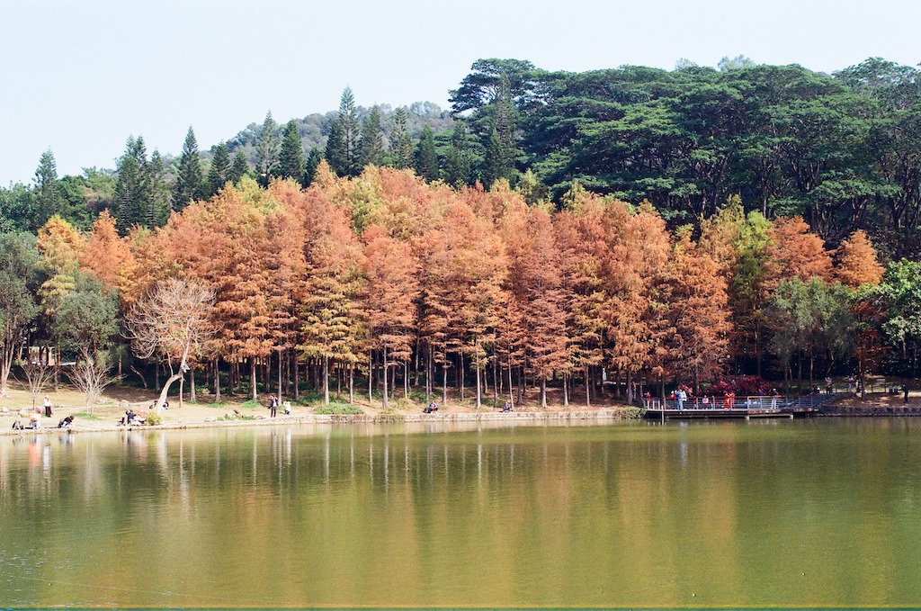 Autumn Excursion for Red Foliage in Shenzhen