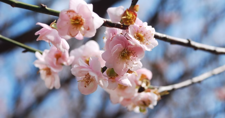 Shenzhen Shorts — Plum Blossoms at Meiyuan