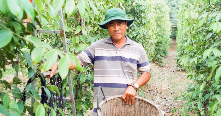 Prosperous Phu Quoc — A Family of Zest at the Hai Duong Pepper Farm